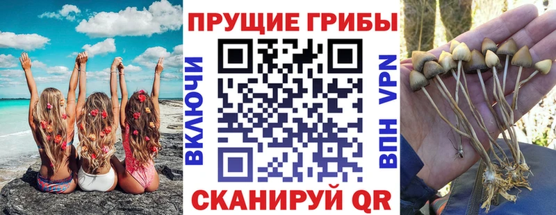 купить наркоту  Грозный  Галлюциногенные грибы Magic Shrooms 